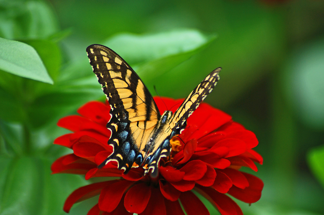 La Casa delle Farfalle Roma: info e costi farfalle immagini  foto farfalle  parco delle farfalle  allevamento farfalle    butterfly house  museo delle farfalle  casa delle farfalle prezzi  casa farfalle  parco farfalle  farfalle tropicali 